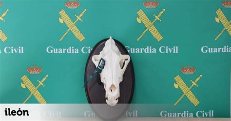 La Guardia Civil Investiga A Cuatro Cazadores Por Abatir Varios Lobos