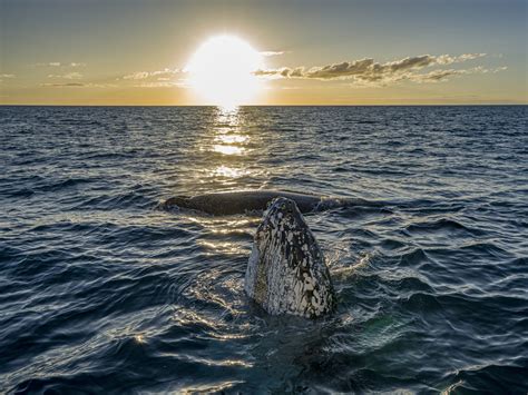 Barnacles And Tubercles The Face Of A Humpback Whale Oceanographic