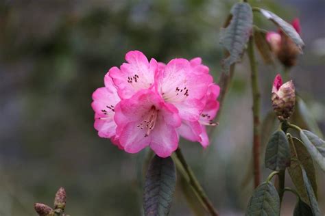 鹤峰下坪：杜鹃花开迎客来苗木岩村高山