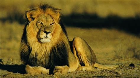 African Lions: Finally Declared an Endangered Species? | The Weather ...