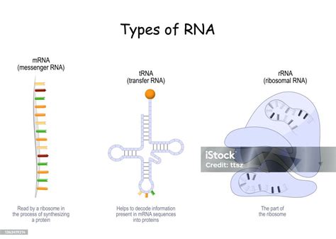 Types Of Rna Trna Mrna And Rrna Stock Illustration - Download Image Now - Ribosome, Messenger ...