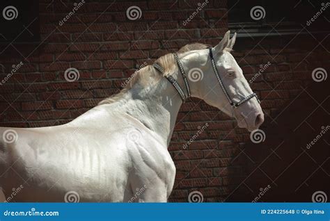 Perlino Akhal-teke Stallion Posing in Traditional Turkmenian Finery ...