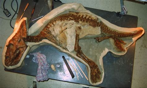 Intact Baby Dinosaur Skeleton Found In Canada | GIANT FREAKIN ROBOT