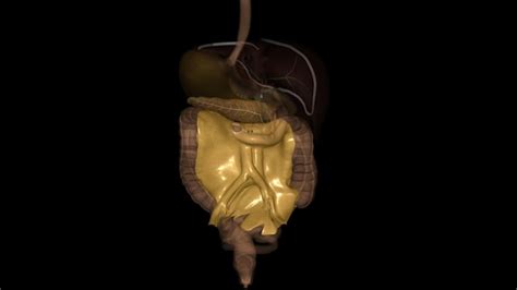 Premium Photo | Mesenterytransverse mesocolon and sigmoid mesocolon