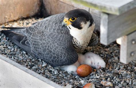 Peregrine Falcon Nest