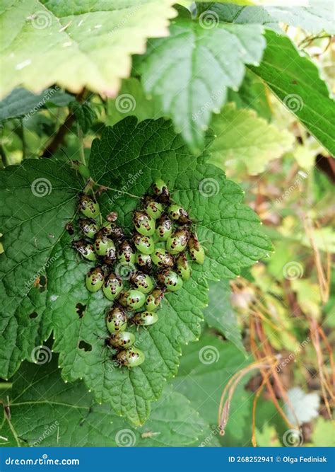 Nymphs Of Brown Marmorated Stink Bugs Halyomorpha Halys Stock