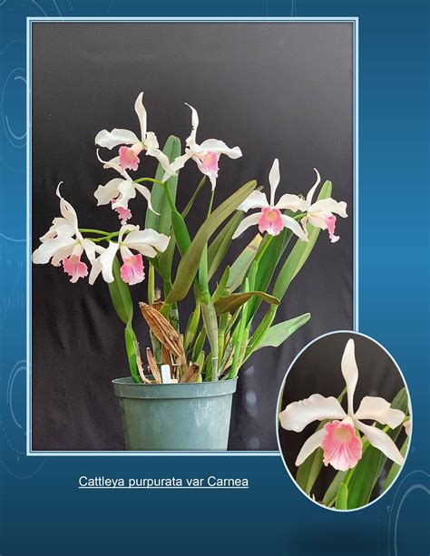 Honolulu Orchid Society Bulletin No 185 Sharing Our Orchids Through