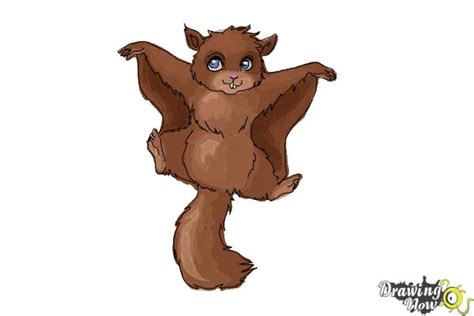 Cute Flying Squirrel Drawing