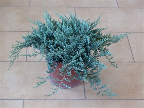 Juniperus horizontalis Blue Chip C3 30 40 Platforma B2B WAŻYŃSCY