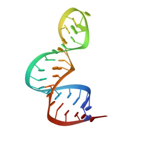 RCSB PDB 2LUP RDC Refined Solution Structure Of Double Stranded RNA