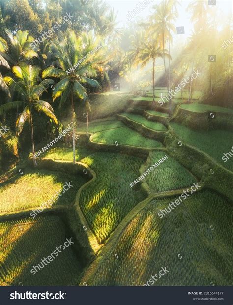 18,157 Rice Terraces Ubud Images, Stock Photos, 3D objects, & Vectors ...