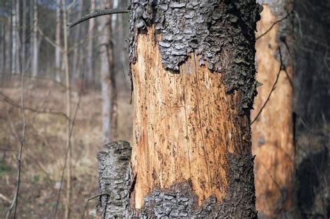 Trunk Of Pine Tree With Peeled Bark Tree Bark Pine Tree Tree