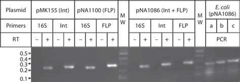 Rt Pcr Products Showing The Expression Of Int Flp Each Alone And