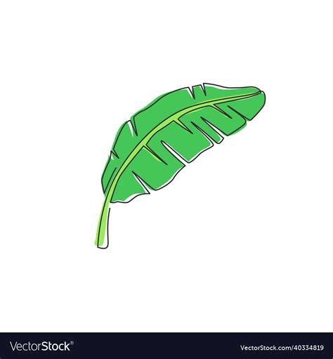 One Single Line Drawing Of Tropical Banana Leaf Vector Image