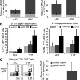 YFP T Cells In CKO Mice Exhibit Reduced Expansion In Response To LCMV