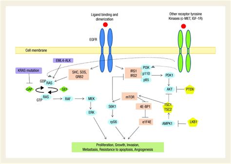 Oncogenic Pathways Molecularly Targeted Therapies And Highlighted