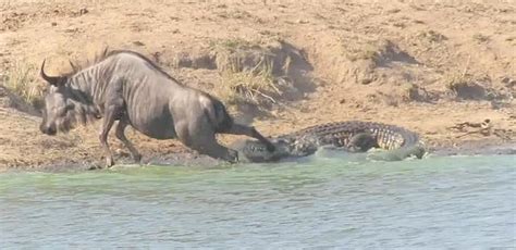 角馬落入鱷魚之口，河馬挺身而出，難道它是動物界「超級英雄」？ 每日頭條