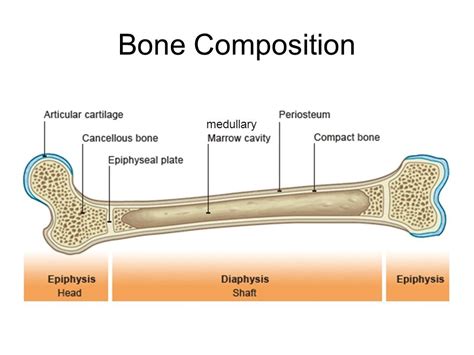 Skeleton / Bones Diagram | Quizlet