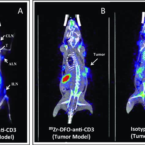 PDF Immuno PET Imaging Of Tumor Infiltrating Lymphocytes Using