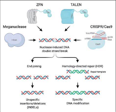 Figure From History Of Genome Editing From Meganucleases To Crispr