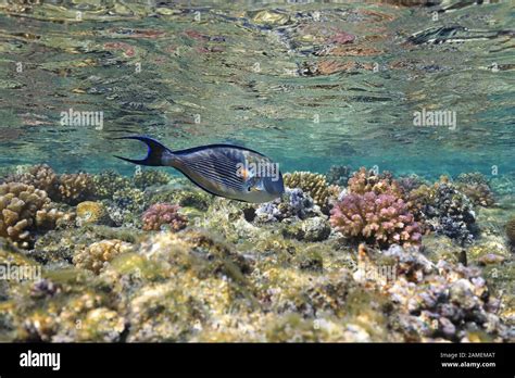 Sohal Surgeonfish Acanthurus Sohal Underwater In The Tropical Coral