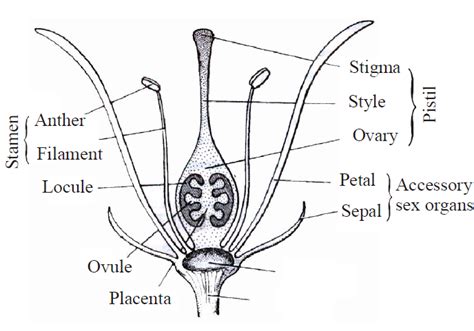 Sexual Reproduction In Flowering Plants Biology Notes For Neetaiims