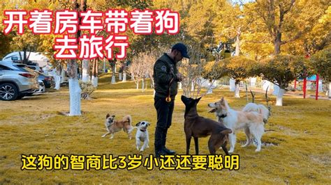 鐵牛旅行記286集兩個月的小奶狗收養幾天後對我是寸步不離，而且愛吃水果！平安回來後，一夜不睡！這些狗智商真的比小孩還要聰明。環遊中國