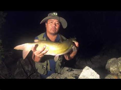 Catfishing With Cut Bait From The Bank Tips Tricks For Catfish Fishing