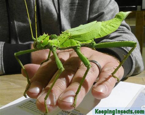 Jungle Nymph - Heteropteryx dilatata | Keeping Insects