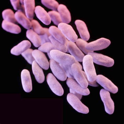 Carbapenem Resistant Enterobacteriaceae Nightmare Bacteria Harvard