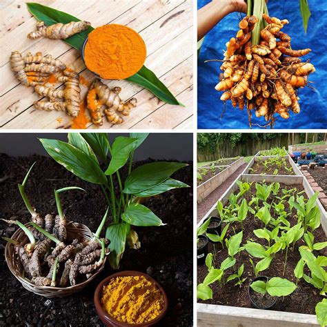 Fresh Turmeric Root Plant Curcuma Longa Live Rhizomes Ready For