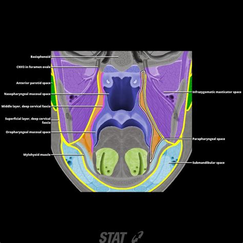 Superficial Dcf Masticator Space Ranzcrpart1 Wiki Fandom