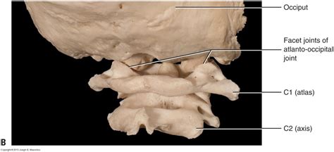 Cervical Facet Joint Anatomy