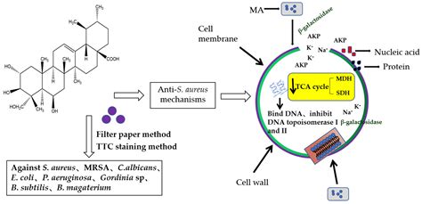 Molecules Free Full Text Antibacterial Activity And Mechanism Of