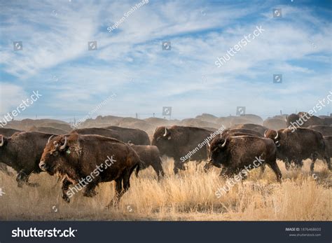 1,121 Bison Running Royalty-Free Images, Stock Photos & Pictures ...