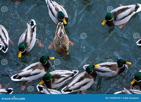 Duck Birds Swim In Lake Stock Image Image Of Feather