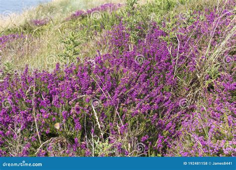 A Purple Flowering Heather Bush Stock Photo Image Of Lilac Blue