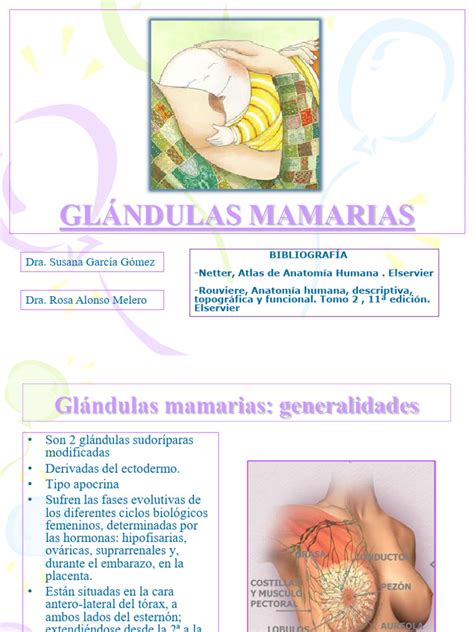 Anatomía de las glándulas mamarias | PDF | Pecho | Anatomía