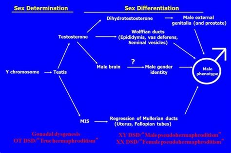 Ms1 B3w7l4 Disorders Of Sex Development Dr Vilain Flashcards Quizlet