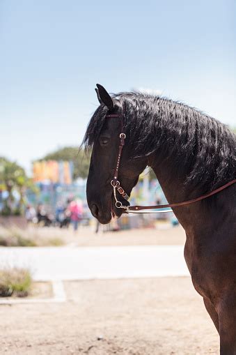 Brown Friesian Horse Stock Photo - Download Image Now - Agriculture ...