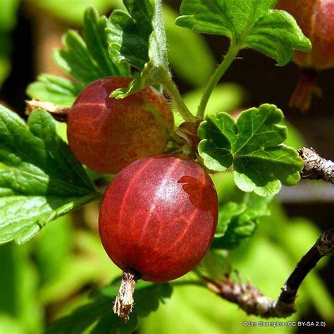 Gooseberry Captivator Bunkers Hill Plant Nursery