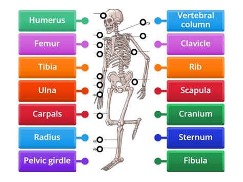 For All The Human Skeleton Labelled Diagram