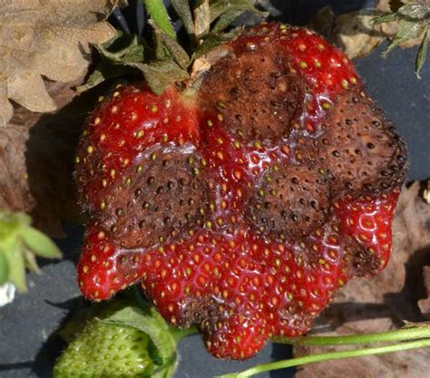 Anthracnose Fruit Rot Of Strawberry Nc State Extension Publications