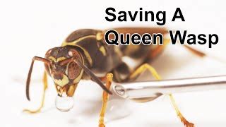 How To Get A Queen Wasp Out Of Your House Elroy Slone