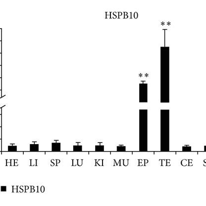 MRNA Expression Profile Of HSPB9 And HSPB10 In Adult Goat Tissues A