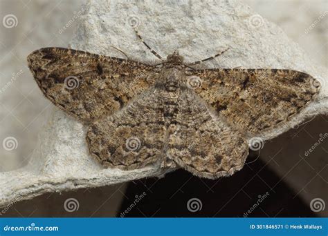 Closeup On A Willow Beauty Geometer Moth Peribatodes Rhomboidaria