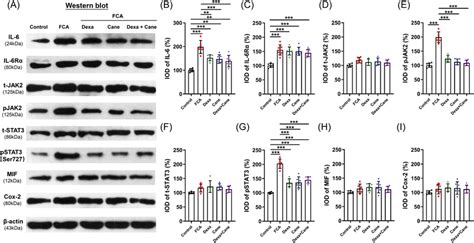 IL‐6‐induced signaling pathway and inflammation‐related protein changes... | Download Scientific ...