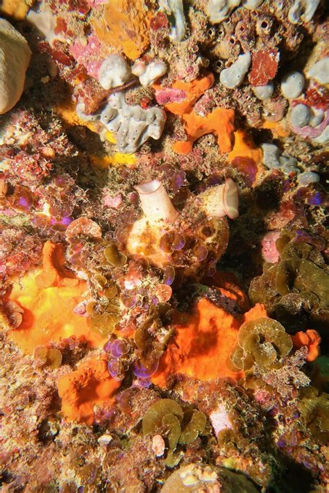 Mauve Mouth Ascidian From Aldinga Beach Sa Australia On December