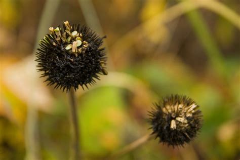 Echinacea Seeds Scott Weber Flickr