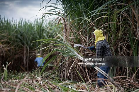 Harvesting The Sugarcane High-Res Stock Photo - Getty Images